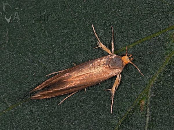 Crassa unitella