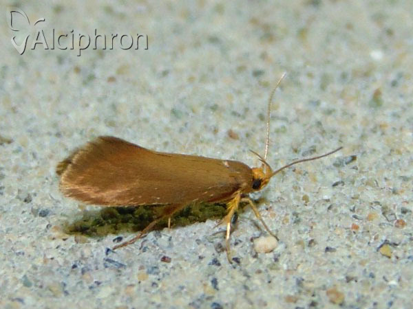 Crassa unitella