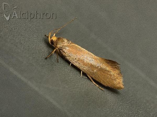 Crassa unitella