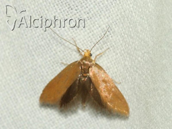 Crassa unitella