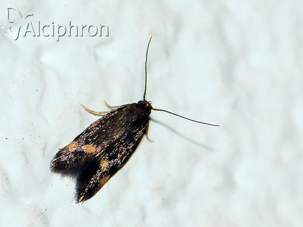 Borkhausenia minutella