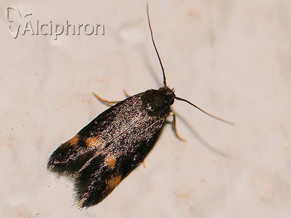 Borkhausenia minutella