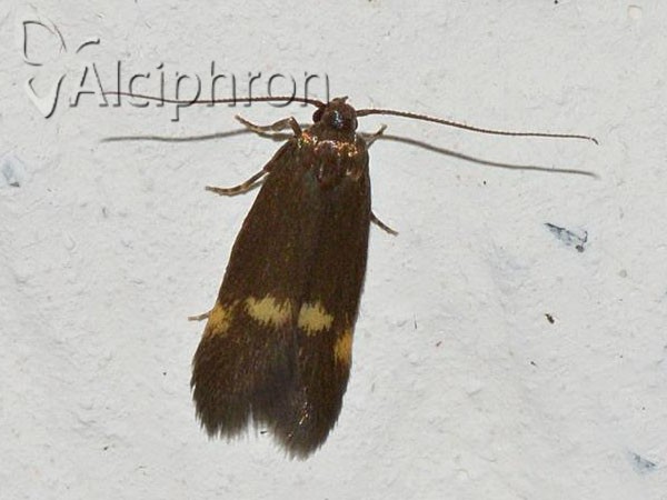 Borkhausenia minutella