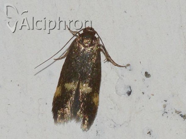 Borkhausenia minutella