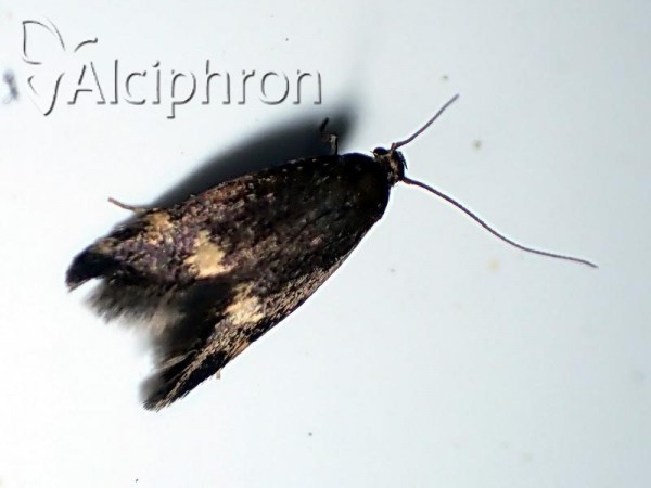 Borkhausenia minutella