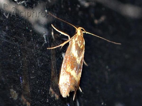 Metalampra cinnamomea