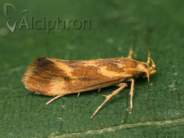 Metalampra cinnamomea