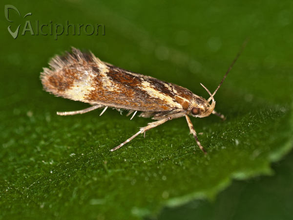 Metalampra cinnamomea