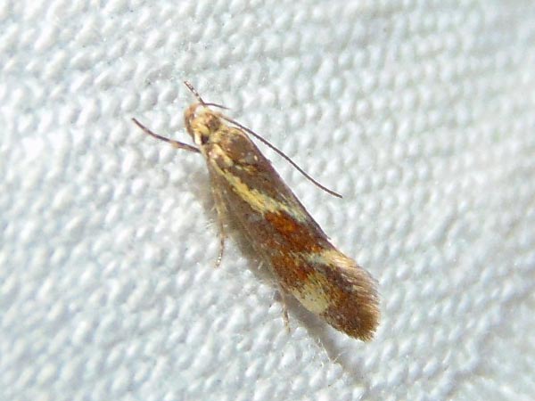 Metalampra cinnamomea