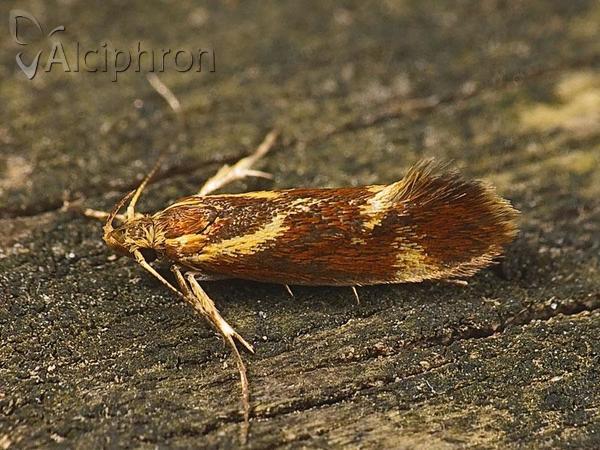 Metalampra cinnamomea
