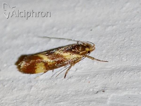 Metalampra cinnamomea