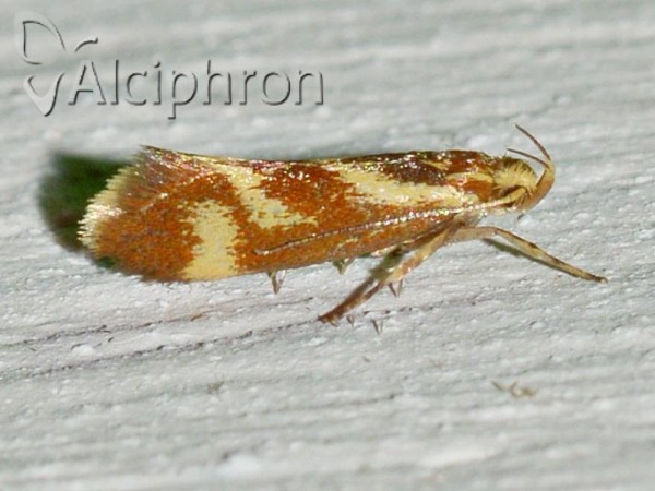 Metalampra cinnamomea