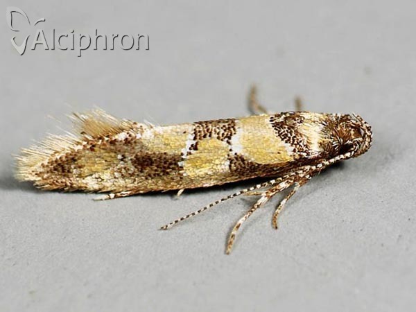 Decantha borkhausenii