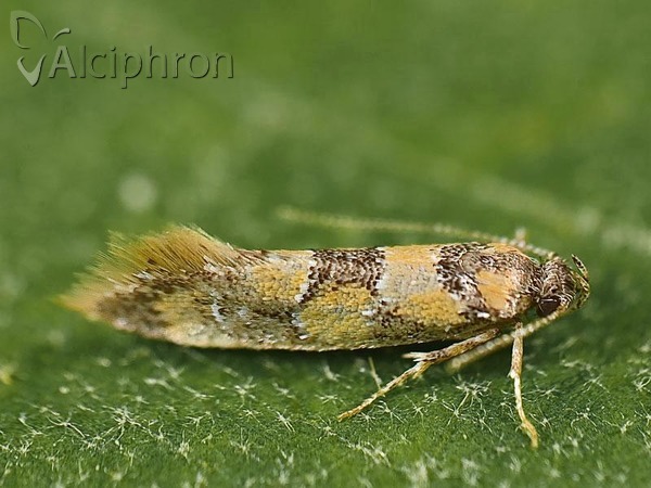 Decantha borkhausenii