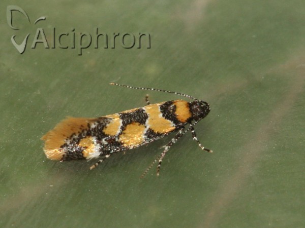 Decantha borkhausenii
