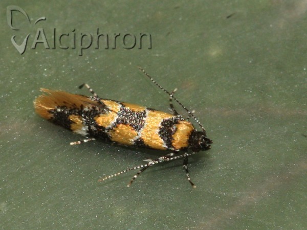 Decantha borkhausenii