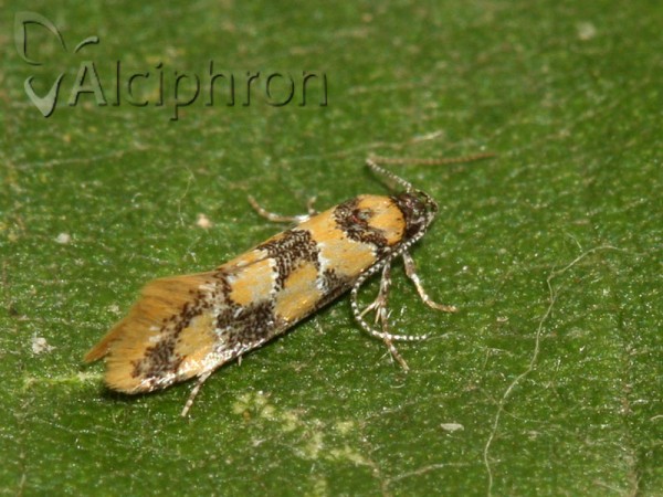 Decantha borkhausenii