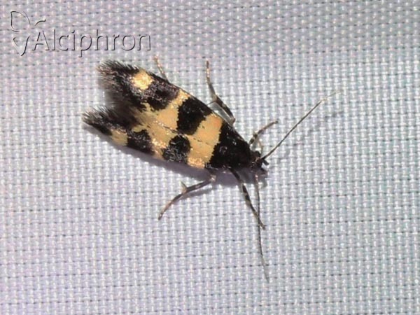 Denisia augustella
