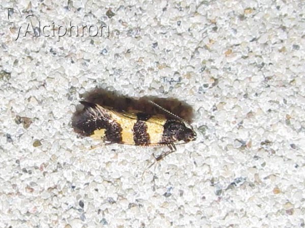 Denisia augustella