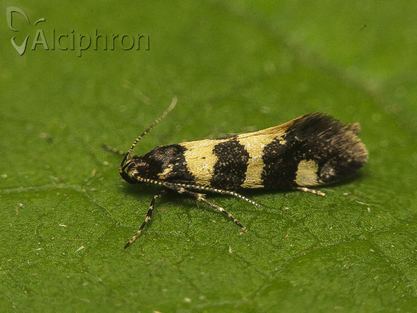 Denisia augustella