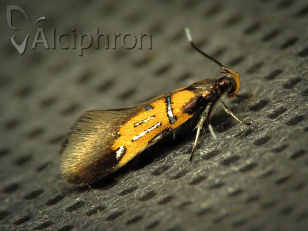 Schiffermuelleria schaefferella