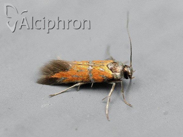 Schiffermuelleria schaefferella