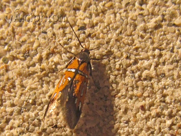 Schiffermuelleria schaefferella