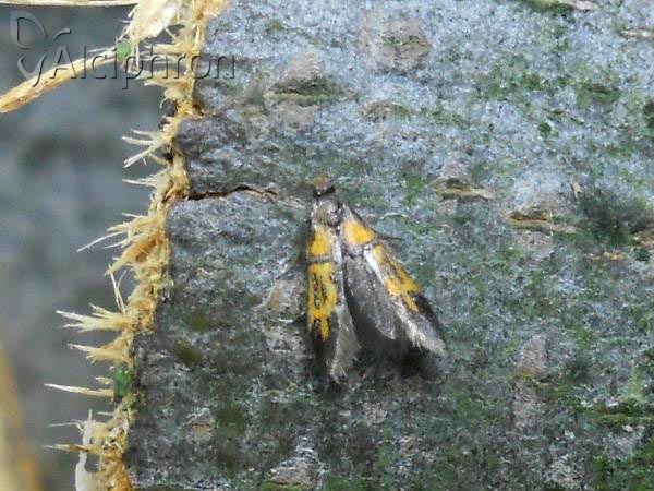 Schiffermuelleria schaefferella