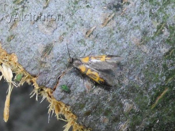 Schiffermuelleria schaefferella
