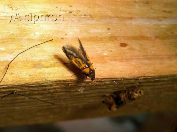 Schiffermuelleria schaefferella