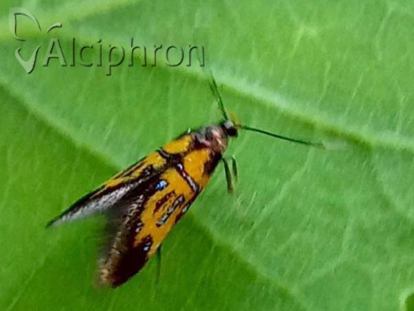 Schiffermuelleria schaefferella