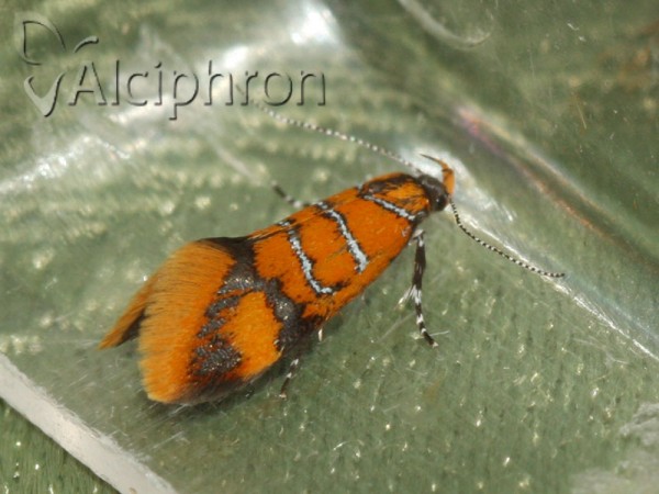 Bisigna procerella