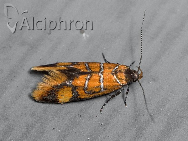 Bisigna procerella