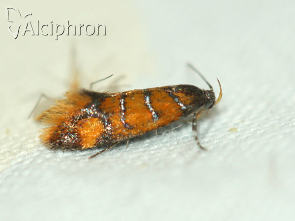 Bisigna procerella