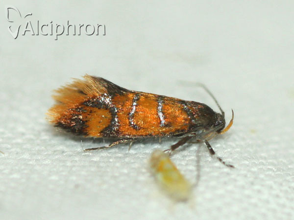 Bisigna procerella