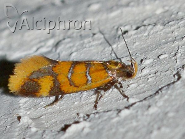 Bisigna procerella