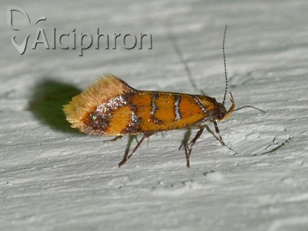 Bisigna procerella