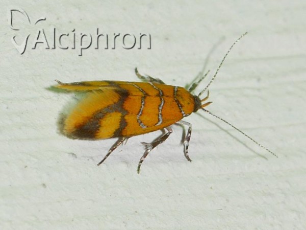 Bisigna procerella