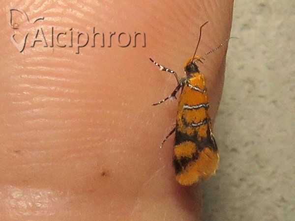 Bisigna procerella