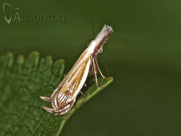 Holoscolia huebneri