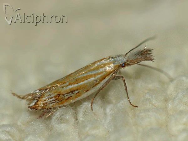 Holoscolia huebneri