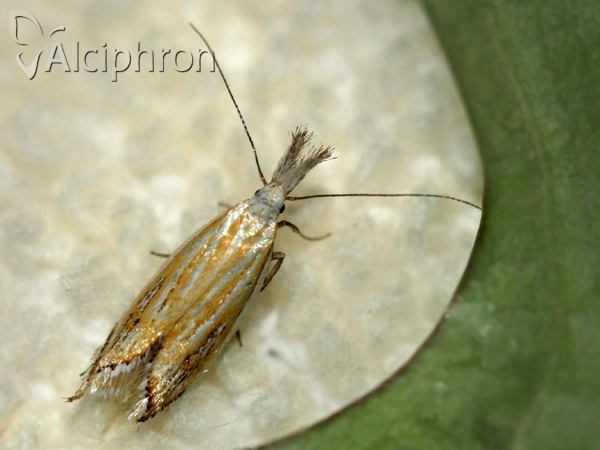 Holoscolia huebneri
