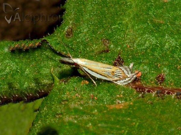 Holoscolia huebneri