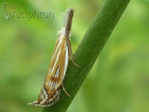 Holoscolia huebneri