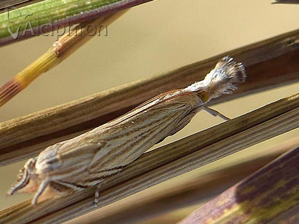 Holoscolia huebneri