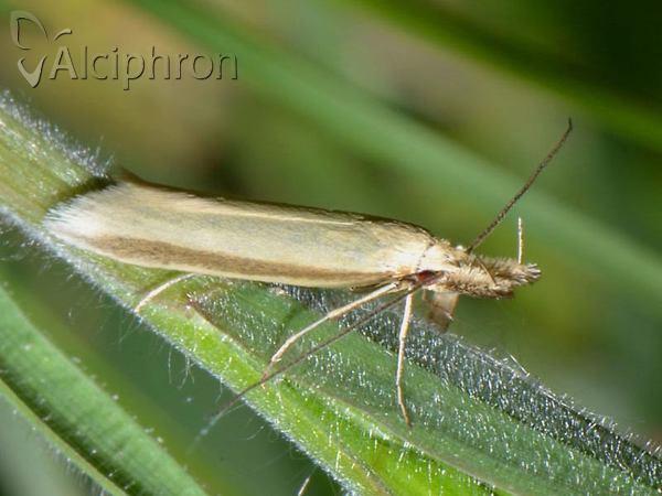 Pleurota pyropella