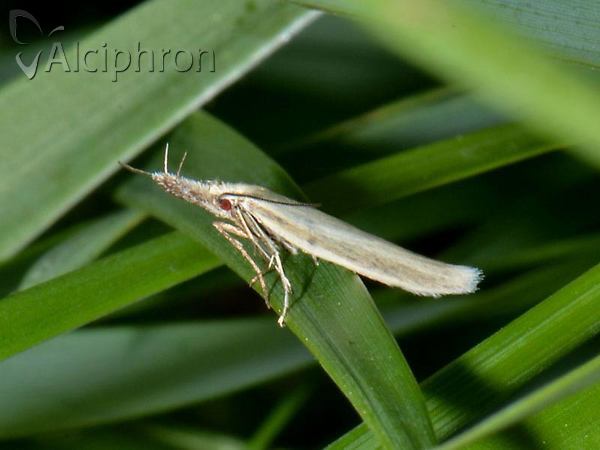 Pleurota pyropella