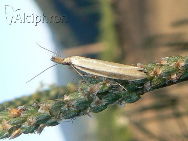 Pleurota pyropella