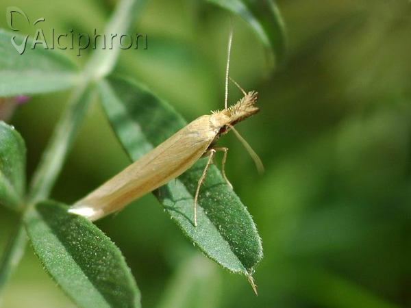Pleurota pyropella