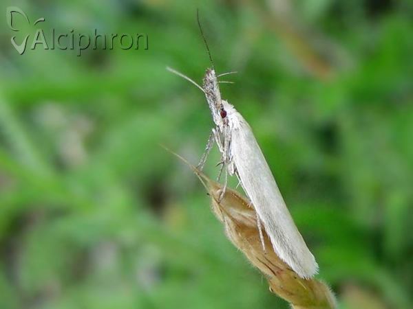 Pleurota pyropella